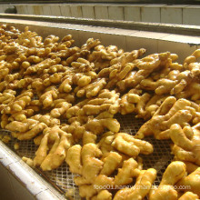 High Quality Fresh Ginger Supplier 150-200g